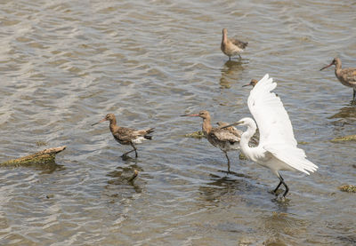 High angle view of seagulls in lake