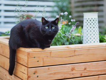 Portrait of cat in basket