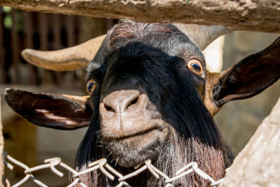 Close-up of goat