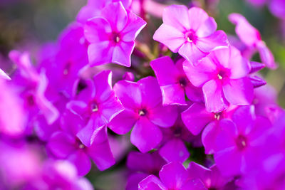 Close-up of pink flowers