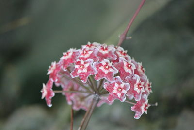 Close-up of pink flowers blooming outdoors