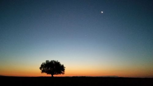 Silhouette trees on field against sky at night