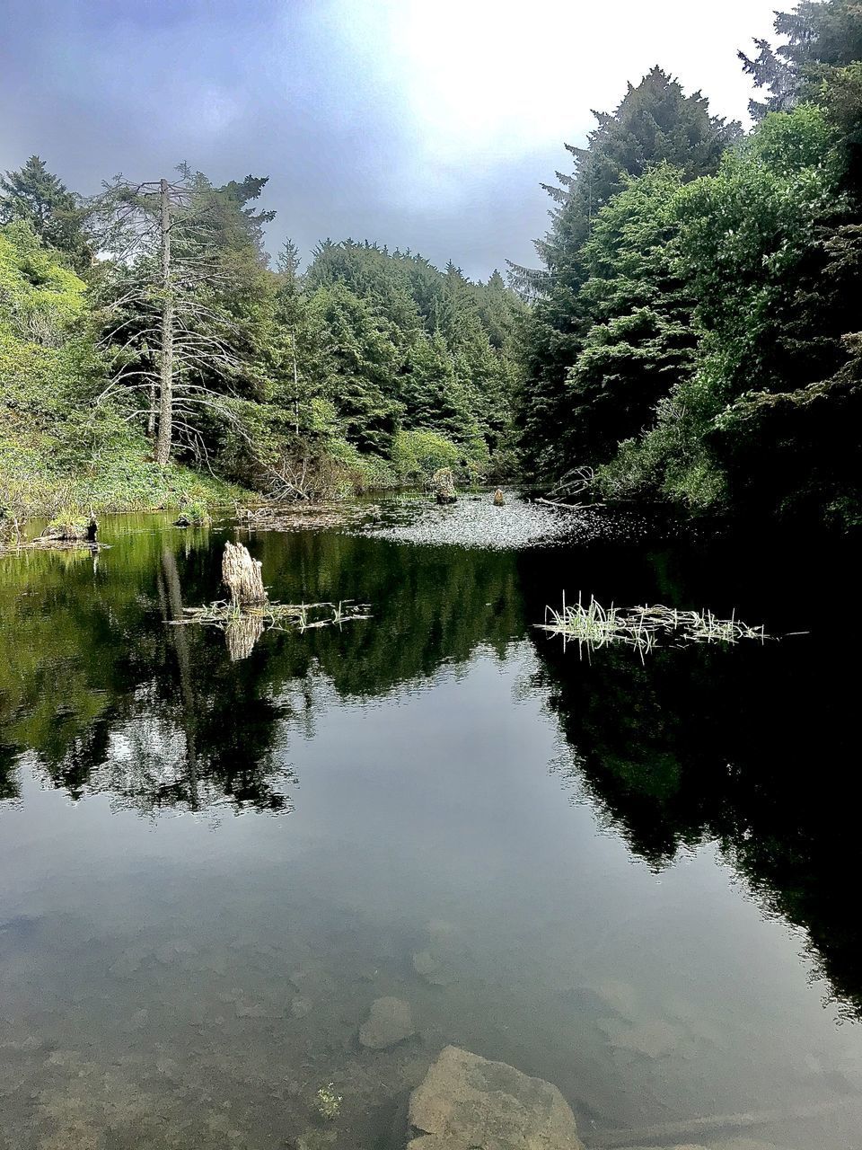 REFLECTION OF TREES ON LAKE AGAINST SKY