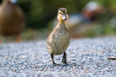 Close-up of sparrow on road