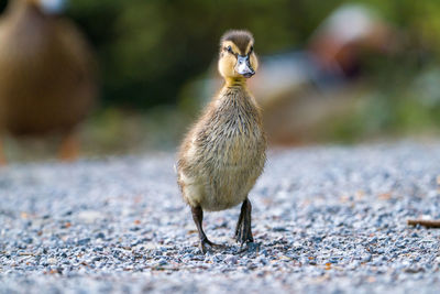 Close-up of a  duckling 