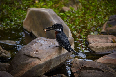 View of bird perching on rock