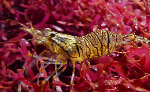 Close-up of insect on pink flower