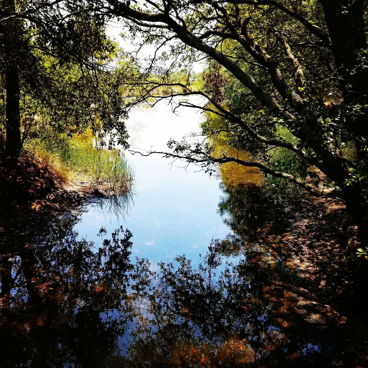 REFLECTION OF TREES IN LAKE