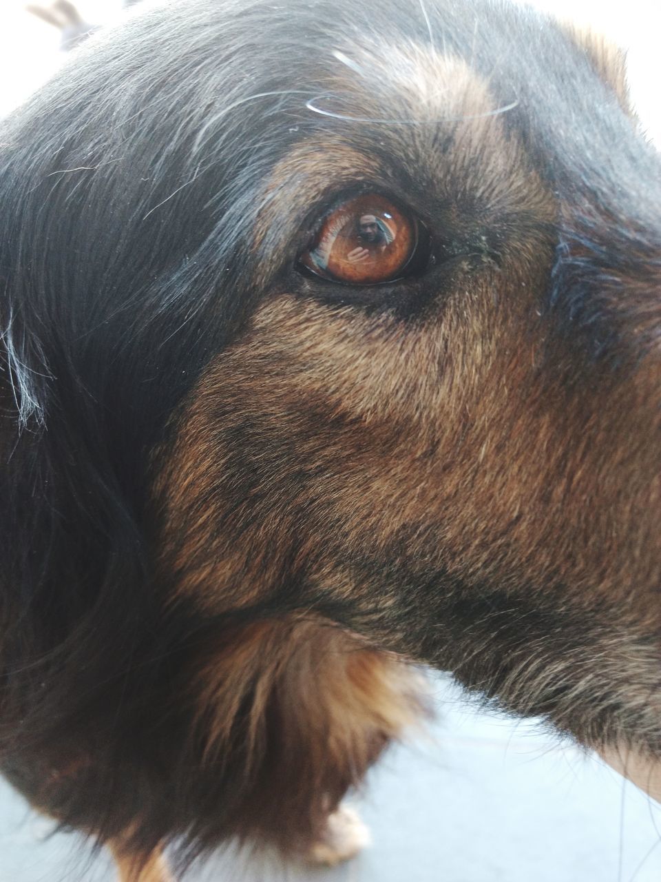 animal, mammal, animal themes, one animal, close-up, domestic, pets, domestic animals, looking, vertebrate, animal body part, canine, dog, looking away, animal head, no people, animal eye, brown, portrait, animal hair, snout, animal nose