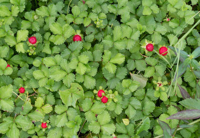 High angle view of red flowering plant