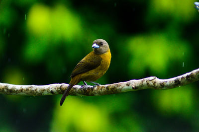 Close-up of bird perching on branch