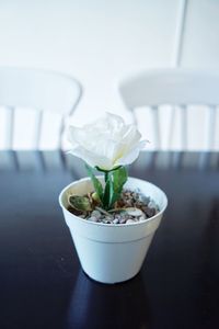 Close-up of white flower on table