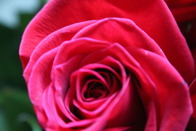 Close-up of red rose blooming outdoors