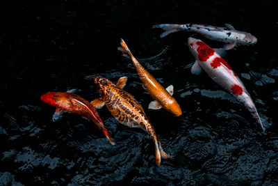 Koi carps swimming in sea