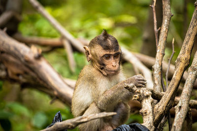Monkey sitting in a forest