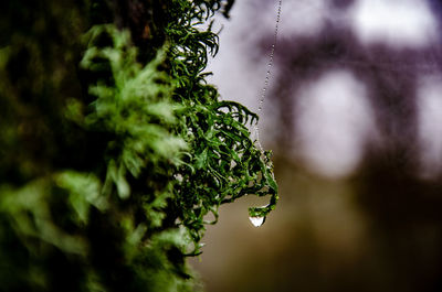 Close-up of wet plant