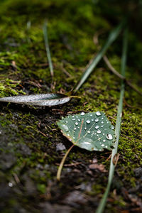 Close-up of water drops on leaves