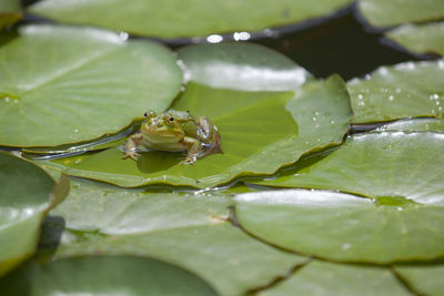 Close-up of wet leaves