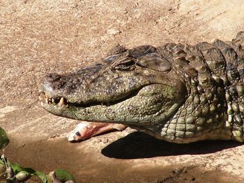 Close-up of crocodile