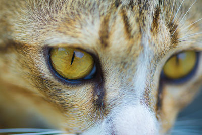 Close-up portrait of cat
