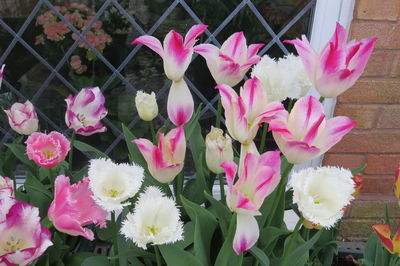 Close-up of pink flowers blooming outdoors