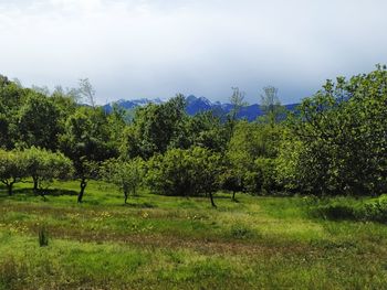 Trees on field against sky