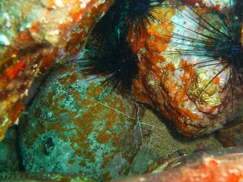 Close-up portrait of coral in sea