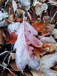 Close-up of maple leaf in water