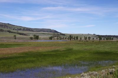 Scenic view of grassy field against sky