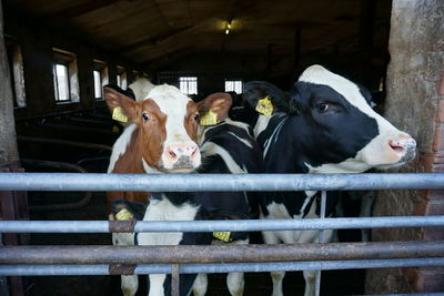 Portrait of cow in shed