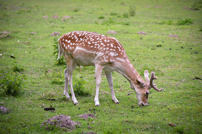 Deer in a field