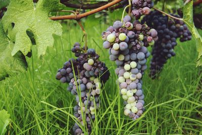 Close-up of grapes growing in vineyard