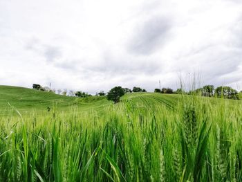 Scenic view of agricultural field against sky