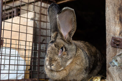 A close-up shot of a breeding rabbit standing in front of a wooden cage.