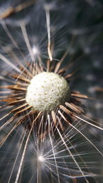 Close-up of dandelion on plant