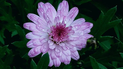 Close-up of purple flower