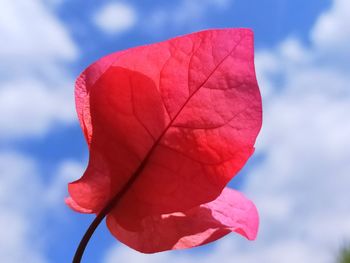 Close-up of red flower against sky