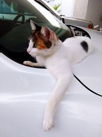 Cat sitting in car