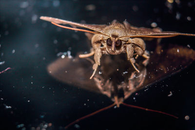 Close-up of spider