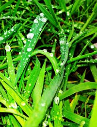 Close-up of water drops on grass