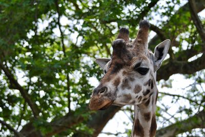 Low angle view of giraffe against trees