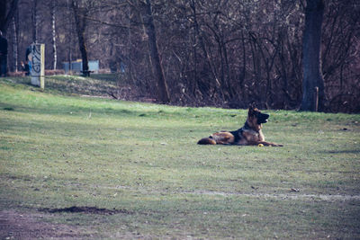 Dog relaxing on grassy field