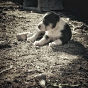 Dog in sunlight