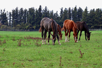 Horse grazing on field