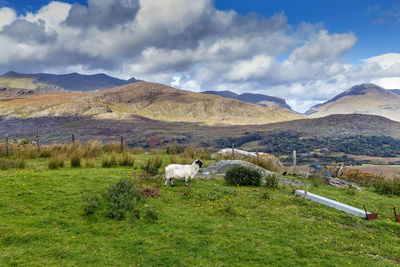 View of a field with mountain range in background