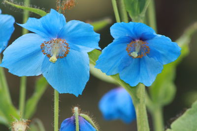 Close-up of purple flowers blooming