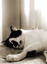 Close-up of a cat sleeping