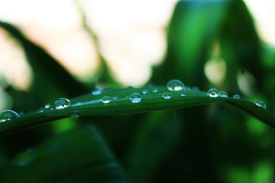 Close-up of water drops on leaf