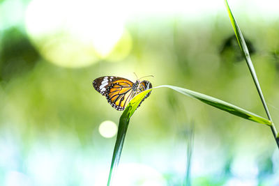 Close-up of butterfly pollinating flower