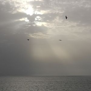 Silhouette of birds flying over sea